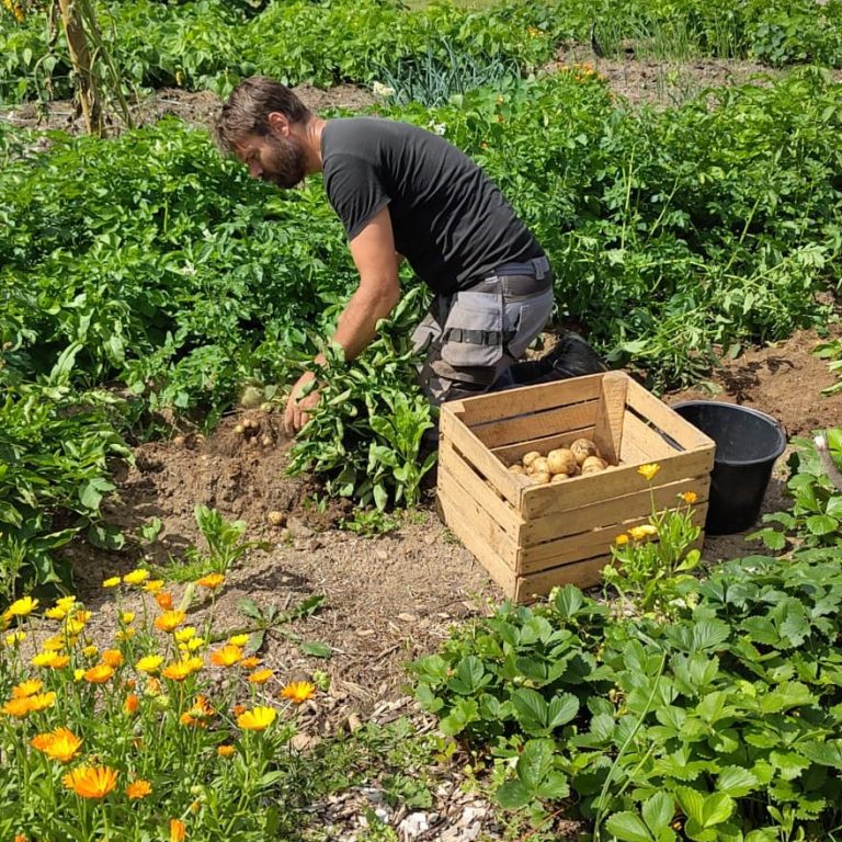 grönsaker direkt från gård Töreboda